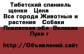 Тибетский спаниель щенки › Цена ­ 60 000 - Все города Животные и растения » Собаки   . Псковская обл.,Великие Луки г.